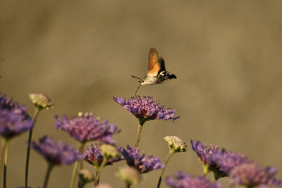 Close-up of butterfly pollinating on purple flower