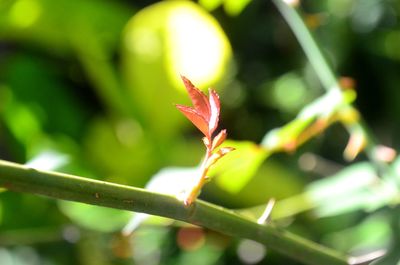 Close-up of lizard on plant