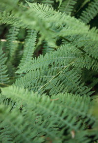 Close-up of pine tree