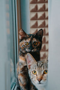 Portrait of cat on window