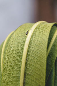 Close-up of ant climbing on leaf