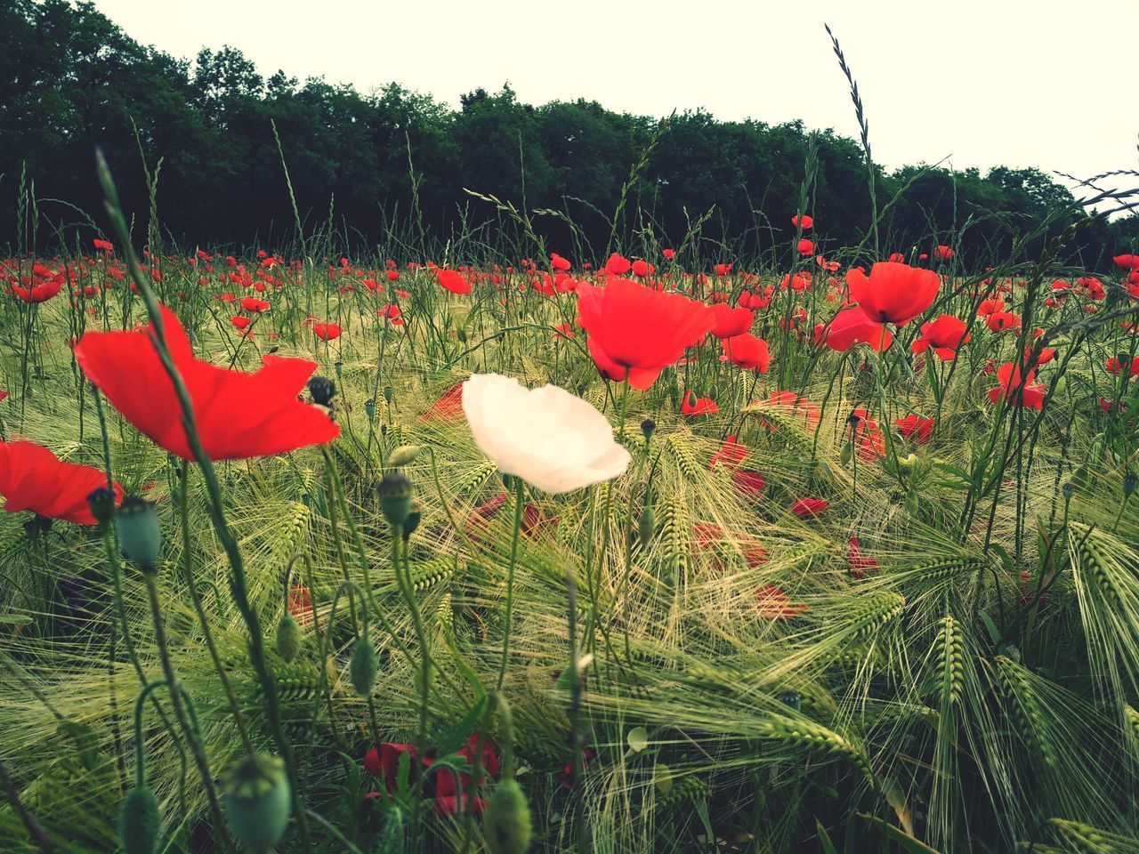 CLOSE-UP OF RED POPPY FLOWER ON FIELD