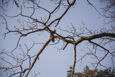 Low angle view of bare tree against clear blue sky