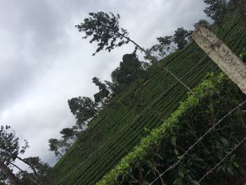 Low angle view of trees on field