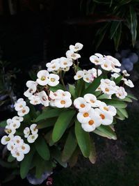 Close-up of white flowering plants