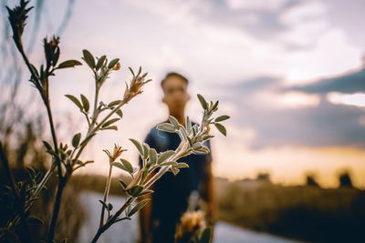 Close-up of flowering plant against sky during sunset