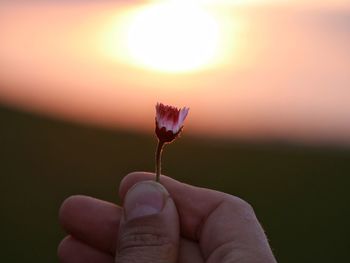 Close-up of hand holding leaf