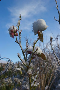 Close-up of snow covered tree against sky