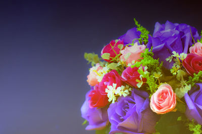 Close-up of pink rose flower against black background