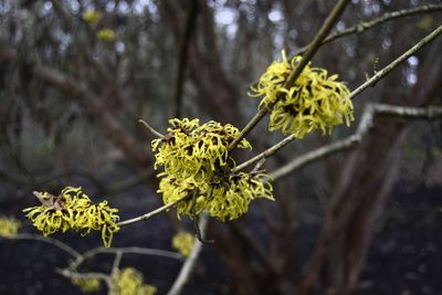 Close-up of yellow flowering plant