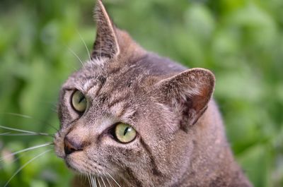 Close-up portrait of tabby cat