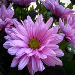 Close-up of pink flowers blooming outdoors