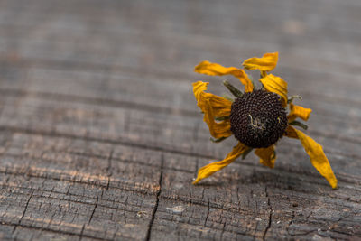 High angle view of yellow flower on table