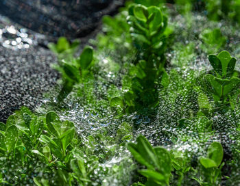 Close-up of water drops on leaves