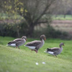 Close-up side view of birds on grass