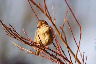 Low angle view of bird perching on branch