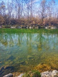 Reflection of trees in lake