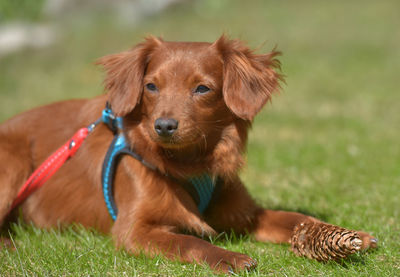 Dog lying on grass