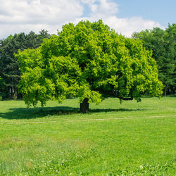 Trees on field against sky