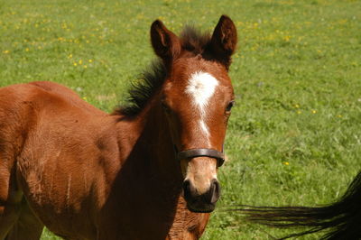 Horse in a field