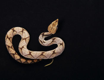 Close-up of an animal skull over black background