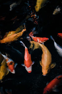 View of koi carps swimming in pond