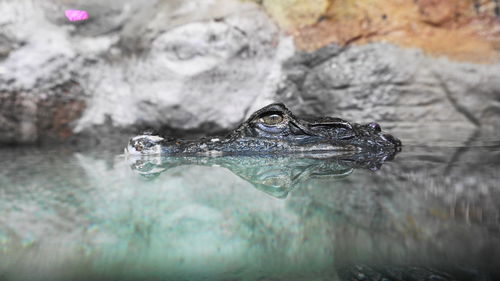 Close-up of crocodile in pond at zoo