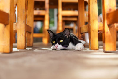 Cat crouching on the floor