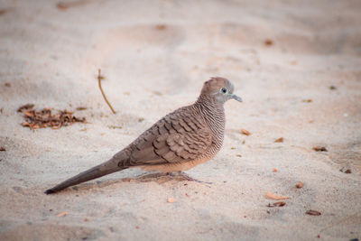 Close-up of bird perching on a land