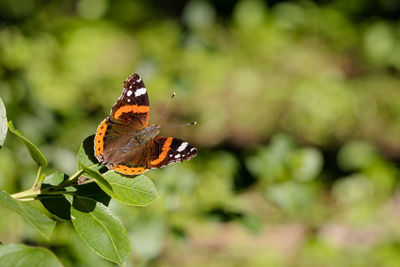 Close-up of butterfly on leaf