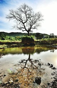 Reflection of trees in lake