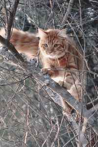 Portrait of cat sitting on branch