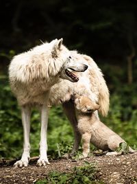 The wolf and her child