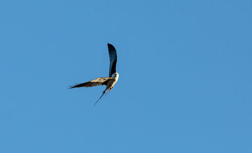 Swallow-tailed kite collects spanish moss to build a nest in the corkscrew swamp sanctuary of naples