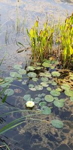 Water lily in lake