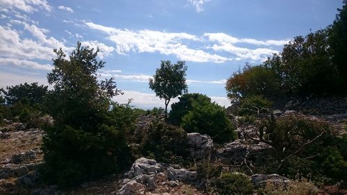 Trees on landscape against sky