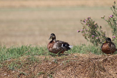 Close-up of duck on field