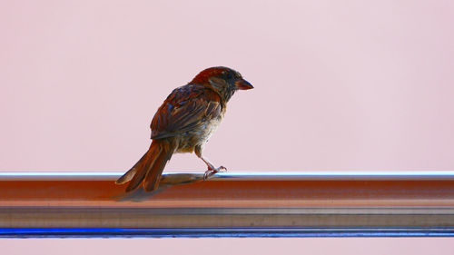 Close-up of bird perching on red