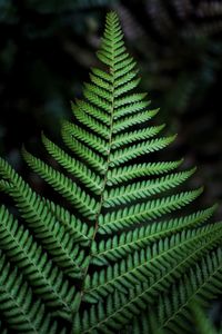 Close-up of fern