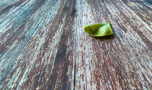 High angle view of leaf on wooden table