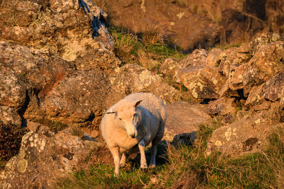 Horse standing on rock