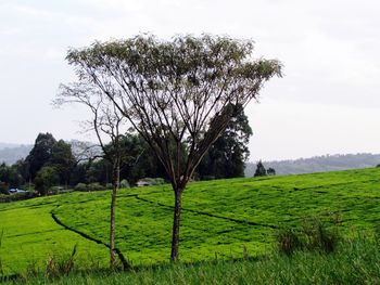 Tree on field against sky