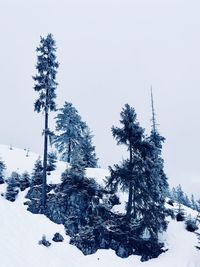 Trees on snow covered landscape against clear sky