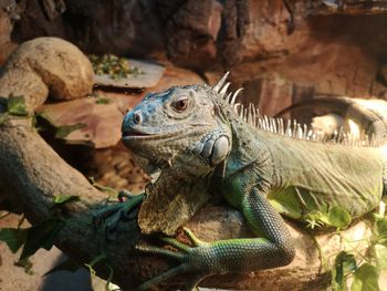 Close-up of lizard on rock