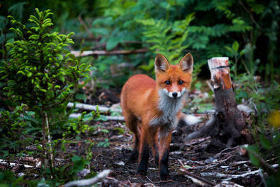 Close-up portrait of fox sitting on log in forest