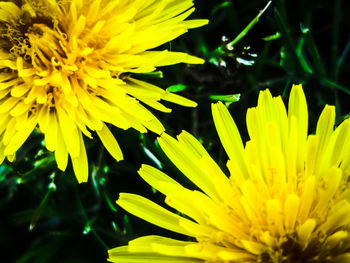 Close-up of yellow flower