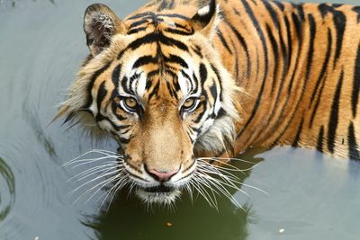 Close-up portrait of a cat drinking water