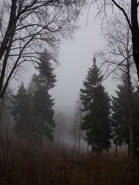 Trees in forest during winter