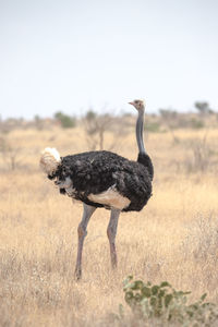 Side view of a bird on land