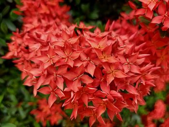 Red needle flower